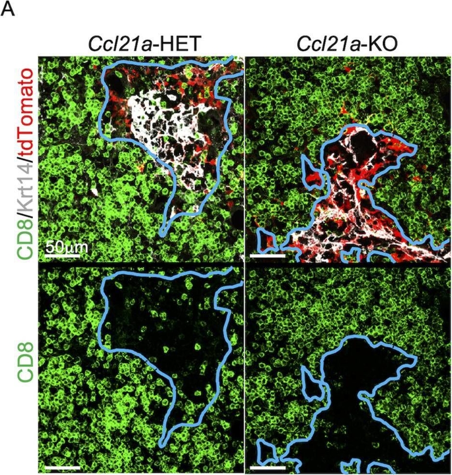 Fig.7.A showing Immunohistochemistry-immunofluorescence in a Mus musculus (House mouse) sample from the publication: Developmental conversion of thymocyte-attracting cells into self-antigen-displaying cells in embryonic thymus medulla epithelium.