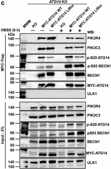 Fig.7.C showing Western Blotting in a Homo sapiens (Human) sample from the publication: Members of the autophagy class III phosphatidylinositol 3-kinase complex I interact with GABARAP and GABARAPL1 via LIR motifs.