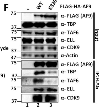 Fig.4.F showing Western Blotting in a Homo sapiens (Human) sample from the publication: Post-translational modification-dependent oligomerization switch in regulation of global transcription and DNA damage repair during genotoxic stress.