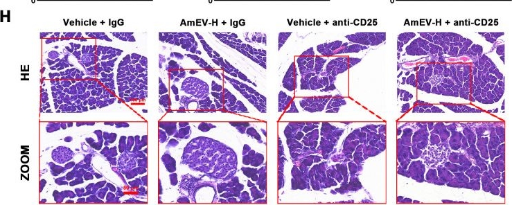 Fig.9.H showing Immunohistochemistry in a Mus musculus (House mouse) sample from the publication: Extracellular vesicles from Akkermansia muciniphila protect streptozotocin-induced diabetic mice by regulating glucose homeostasis, oxidative stress, and immune tolerance.