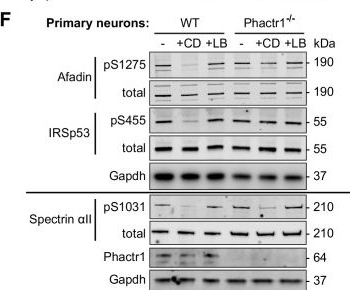 Fig.3.F showing Western Blotting from the publication: Molecular basis for substrate specificity of the Phactr1/PP1 phosphatase holoenzyme.