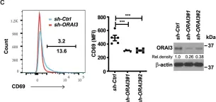 Fig.4.C showing Flow cytometry/Cell sorting from the publication: Arachidonic acid-regulated calcium signaling in T cells from patients with rheumatoid arthritis promotes synovial inflammation.