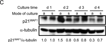 Fig.1.C showing Western Blotting in a Homo sapiens (Human) sample from the publication: Pluripotency gene expression and growth control in cultures of peripheral blood monocytes during their conversion into programmable cells of monocytic origin (PCMO): evidence for a regulatory role of autocrine activin and TGF-β.