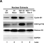 Fig.4.A showing Western Blotting in a Homo sapiens (Human) sample from the publication: Parvovirus B19 NS1 protein induces cell cycle arrest at G2-phase by activating the ATR-CDC25C-CDK1 pathway.