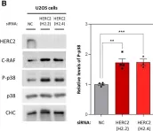 Fig.3.B showing Western Blotting from the publication: HERC2 deficiency activates C-RAF/MKK3/p38 signalling pathway altering the cellular response to oxidative stress.