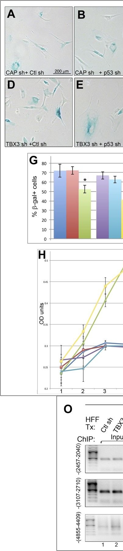 Fig.3.A showing Western Blotting in a Homo sapiens (Human) sample from the publication: Coordinated control of senescence by lncRNA and a novel T-box3 co-repressor complex.