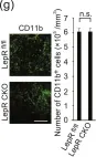 Fig.4.G showing Immunohistochemistry-immunofluorescence in a Mus musculus (House mouse) sample from the publication: Leptin sustains spontaneous remyelination in the adult central nervous system.