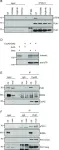 Fig.3.B,D,E,F showing Western Blotting in a Homo sapiens (Human) sample from the publication: Cyclin A2 localises in the cytoplasm at the S/G2 transition to activate PLK1.