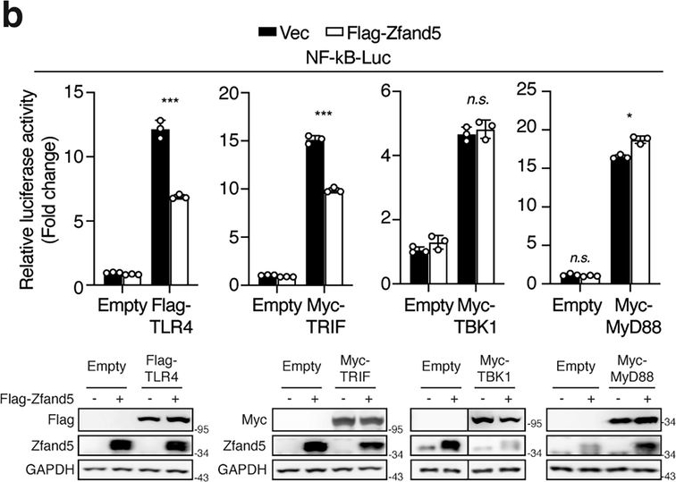 Fig.3.B showing Western Blotting from the publication: Zfand5 terminates TLR3/4 signaling and necroptosis by targeting TRIF to the proteasome for degradation.