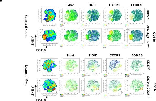 Fig.1.C showing Flow cytometry/Cell sorting in a Mus musculus (House mouse) sample from the publication: Chronic CD27-CD70 costimulation promotes type 1-specific polarization of effector Tregs.