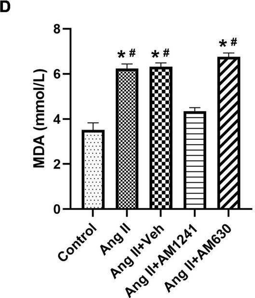 Fig.1.D from the publication: Activation of cannabinoid receptor 2 attenuates Angiotensin II-induced atrial fibrillation via a potential NOX/CaMKII mechanism.