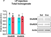 Fig.1.F showing Western Blotting from the publication: Cocaine-Induced Synaptic Redistribution of NMDARs in Striatal Neurons Alters NMDAR-Dependent Signal Transduction.