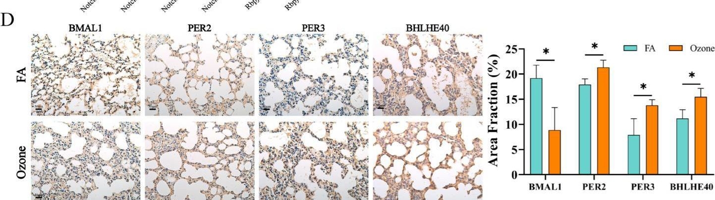 Fig.3.D showing Immunohistochemistry in a Mus musculus (House mouse) sample from the publication: Notch Signaling Pathway Regulates Ozone-Induced Lung Circadian Rhythm Disruption.