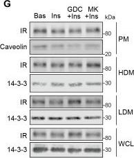 Fig.5.G showing Western Blotting from the publication: Akt phosphorylates insulin receptor substrate to limit PI3K-mediated PIP3 synthesis.