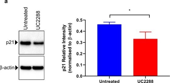 Fig.3.A from the publication: Increased double strand breaks in diabetic β-cells with a p21 response that limits apoptosis.