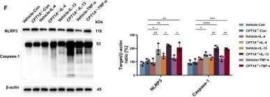 Fig.6.F showing Western Blotting from the publication: Protective role of fatty acid oxidation against epithelial barrier dysfunction in allergic asthma.