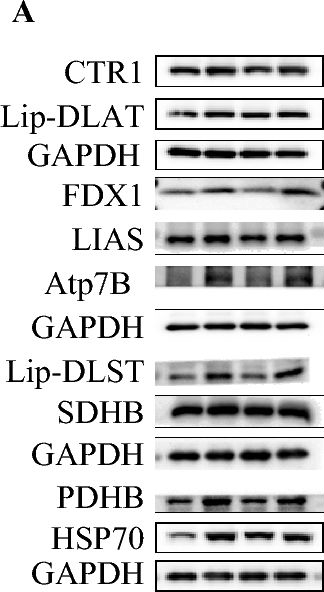 Fig.4.A showing Western Blotting in a Mus musculus (House mouse) sample from the publication: Disulfiram downregulates ferredoxin 1 to maintain copper homeostasis and inhibit inflammation in cerebral ischemia/reperfusion injury.
