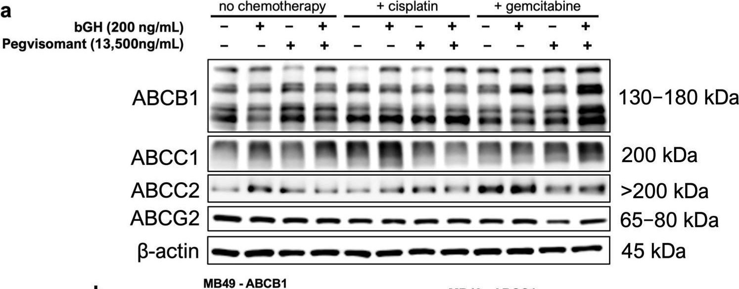 Fig.6.A showing Western Blotting in a Mus musculus (House mouse) sample from the publication: Growth Hormone Signaling in Bladder Cancer: Transcriptomic Profiling of Patient Samples and In Vitro Evidence of Therapy Resistance via ABC Transporters and EMT Activation.