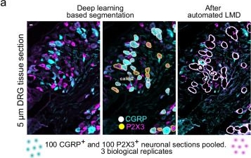 Fig.2.A showing Immunohistochemistry-immunofluorescence in a Mus musculus (House mouse) sample from the publication: Deep visual proteomics uncovers nociceptor diversity and pain targets.