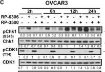 Phospho-Chk1 (Ser345) (133D3) Rabbit mAb | Cell Signaling