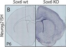 Fig.1.B showing Immunohistochemistry in a Mus musculus (House mouse) sample from the publication: Directed differentiation of functional corticospinal-like neurons from endogenous SOX6+/NG2+ cortical progenitors.