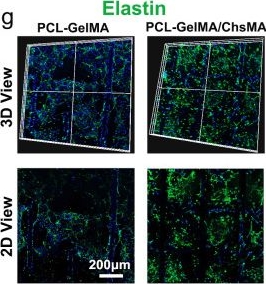 Fig.6.G showing Immunohistochemistry-immunofluorescence from the publication: Melt-electrowriting-enabled anisotropic scaffolds loaded with valve interstitial cells for heart valve tissue Engineering.