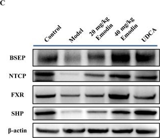 Fig.5.C showing Western Blotting from the publication: Emodin and physcion alleviate cholestatic liver injury by targeting FXR: hepatoprotective components identified in processed Polygonum multiflorum Thunb. using a comprehensive two-dimensional biochromatography system.