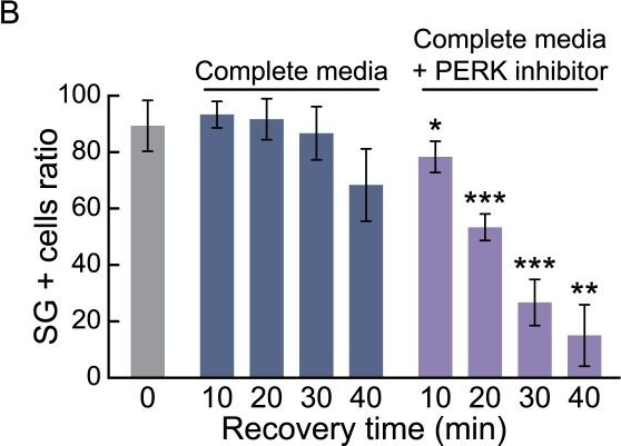 Fig.5.B from the publication: Establishment of a stress granule reporter system for evaluating in vitro colon toxicity.