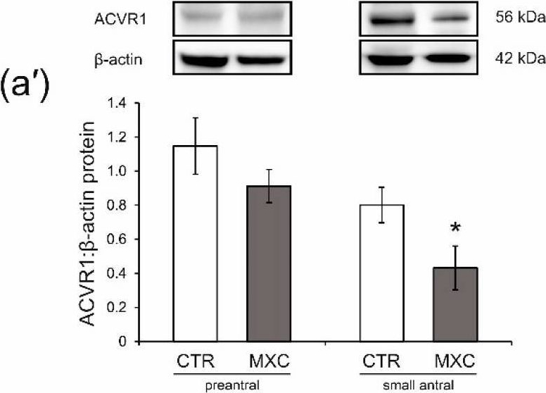 Fig.2.A showing Western Blotting from the publication: Long-Term Changes in Ovarian Follicles of Gilts Exposed Neonatally to Methoxychlor: Effects on Oocyte-Derived Factors, Anti-Müllerian Hormone, Follicle-Stimulating Hormone, and Cognate Receptors.