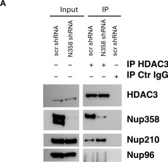 Fig.6.A showing Western Blotting in a Homo sapiens (Human) sample from the publication: Nucleoporin Nup358 drives the differentiation of myeloid-biased multipotent progenitors by modulating HDAC3 nuclear translocation.