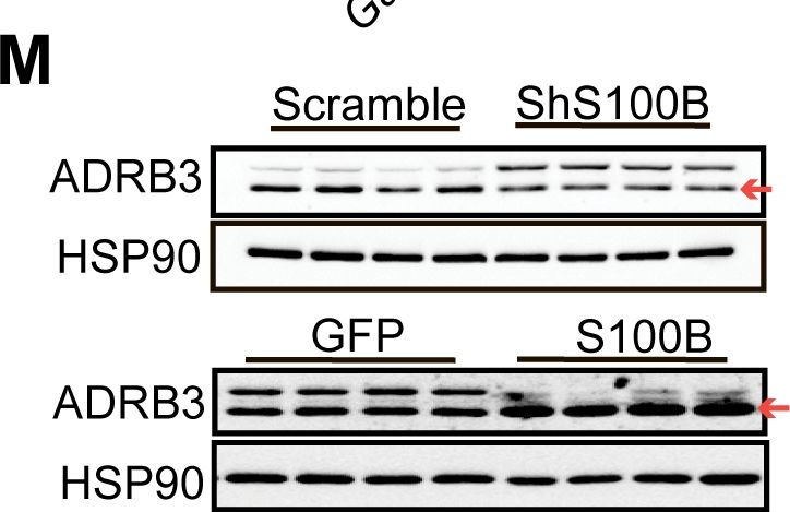 Fig.5.M showing Western Blotting from the publication: The suprachiasmatic nucleus regulates brown fat thermogenesis in male mice through an adrenergic receptor ADRB3-S100B signaling pathway.