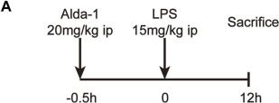 Fig.1.A from the publication: ALDH2 attenuates myocardial pyroptosis through breaking down Mitochondrion-NLRP3 inflammasome pathway in septic shock.