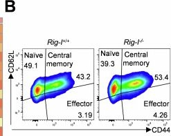 Fig.2.B showing Flow cytometry/Cell sorting in a Mus musculus (House mouse) sample from the publication: RIG-I is an intracellular checkpoint that limits CD8+ T-cell antitumour immunity.