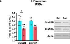 Fig.1.E showing Western Blotting from the publication: Cocaine-Induced Synaptic Redistribution of NMDARs in Striatal Neurons Alters NMDAR-Dependent Signal Transduction.
