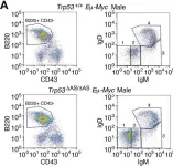 Fig.3.A showing Flow cytometry/Cell sorting in a Mus musculus (House mouse) sample from the publication: Mutant mice lacking alternatively spliced p53 isoforms unveil Ackr4 as a male-specific prognostic factor in Myc-driven B-cell lymphomas.
