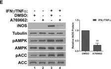 Fig.6.E showing Western Blotting in a Mus musculus (House mouse) sample from the publication: The AMPK agonist 5-aminoimidazole-4-carboxamide ribonucleotide (AICAR), but not metformin, prevents inflammation-associated cachectic muscle wasting.