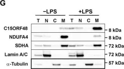 Fig.3.G showing Western Blotting from the publication: Inflammation causes remodeling of mitochondrial cytochrome c oxidase mediated by the bifunctional gene C15orf48.