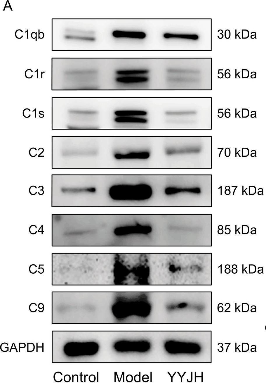 Fig.8.A showing Western Blotting from the publication: Yuye Jinhua Qingre Tablets Attenuate Acute Pharyngitis by inhibiting the&nbsp;Complement Cascade and C5a/C5aR1 Axis.