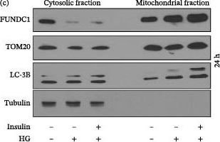 Fig.1.C showing Western Blotting in an Armoracia rusticana (Horseradish) sample from the publication: FUNDC1-Associated Regulation of Mitochondrial Function Is Crucial for Preventing Endothelial Injury in Hyperglycemia.