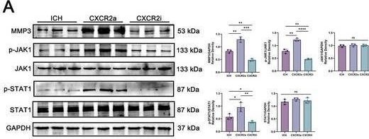 Fig.8.A showing Western Blotting from the publication: Network Pharmacology-Based and Experimental Validation Elucidate the Target Mechanism of Vinorine in Ameliorating Secondary Brain Injury After Intracerebral Hemorrhage.