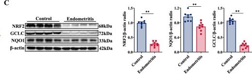 Fig.4.C showing Western Blotting from the publication: GSK3β-mediated NRF2 degradation drives Escherichia coli-induced ferroptosis in the bovine endometrium.