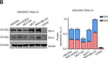 Fig.2.B showing Western Blotting from the publication: Antineoplastic Activity of a Novel Trispecific Single-Chain Antibody Targeting the hERG1/β1 Integrin Complex and TRAIL Receptors.