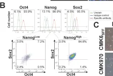 Fig.2.B showing Flow cytometry/Cell sorting in a Chlorocebus sabaeus (Green monkey) sample from the publication: A single-cell and feeder-free culture system for monkey embryonic stem cells.