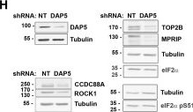 Fig.1.H showing Western Blotting from the publication: DAP5 drives translation of specific mRNA targets with upstream ORFs in human embryonic stem cells.