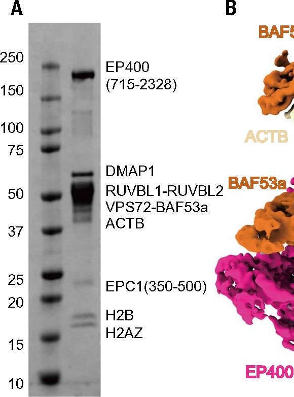 Fig.3.A showing Western Blotting from the publication: Structural insights into the human NuA4/TIP60 acetyltransferase and chromatin remodeling complex.