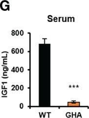 Fig.5.G showing Enzyme-linked immunosorbent assay from the publication: Growth hormone receptor antagonism downregulates ATP-binding cassette transporters contributing to improved drug efficacy against melanoma and hepatocarcinoma in vivo.