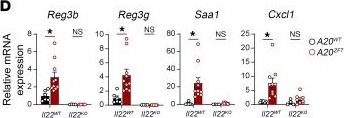 Fig.5.D from the publication: A20's linear ubiquitin-binding motif restrains pathogenic activation of Th17 cells and IL-22-driven enteritis.