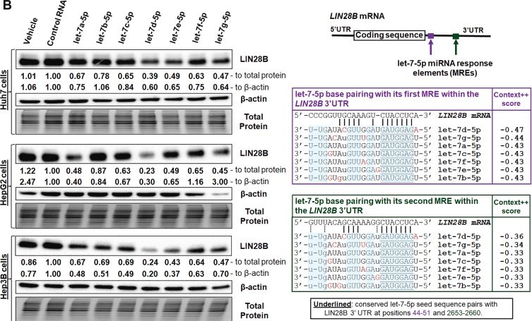 Fig.3.B showing Western Blotting from the publication: Comparative effectiveness of 7 major human let-7-5p isoforms to modulate target gene expression in liver cells.