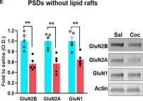 Fig.3.E showing Western Blotting from the publication: Cocaine-Induced Synaptic Redistribution of NMDARs in Striatal Neurons Alters NMDAR-Dependent Signal Transduction.