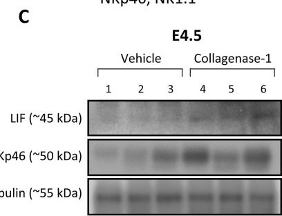 Fig.6.C showing Western Blotting in a Mus musculus (House mouse) sample from the publication: Enhancing uterine receptivity for embryo implantation through controlled collagenase intervention.